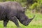 Large Southern White Rhino bull walking in the savannah of the Kruger Park