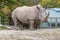 Large Southern white rhinoceros standing in the zoo