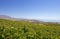 Large Spanish vineyards overlooking Duquesa Manilva through to M