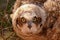 A Large specie of Owl Short Eared Owl that can be found in the desert southwest