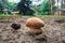 A large specimen of boletus in a pine forest