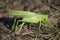 a large specimen of green locust found on the road