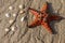 Large specimen of Horned Sea Star  on a beach with wet yellow sand among shells and corals. Close up of Chocolate Chip Seastar.