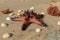 Large specimen of Horned Sea Star  on a beach with wet yellow sand among shells and corals. Close up of Chocolate Chip Seastar.