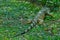 Large specimen of iguana walking on the grass.