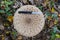 Large specimen of Parasol mushroom from above