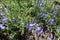 Large speedwell in bloom in spring