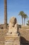 Large sphinx at ancient egyptian temple of Luxor