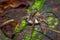 A large spider carrying below her a white bag of eggs, inside of the forest in Cuyabeno National Park, in Ecuador