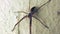 Large spider with long legs