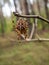 A large spider spins a web on a tree branch