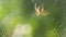 A large spider weaves a web on a tree in the summer. Web weaving on a background of green foliage of trees. Big