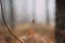 A large spider on a web in a foggy pine forest.