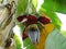 Large spike flower of banana plan Genus Musa in india.A red banana blossom with open female flowers and male flowers inside the