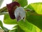 Large spike flower of banana plan Genus Musa in india.A red banana blossom with open female flowers and male flowers inside the