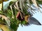 Large spike flower of banana plan Genus Musa in india.A red banana blossom with open female flowers and male flowers inside the