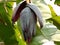 Large spike flower of banana plan Genus Musa in india.A red banana blossom with open female flowers and male flowers inside the