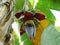 Large spike flower of banana plan Genus Musa in india.A red banana blossom with open female flowers and male flowers inside the