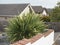 a large spikey yucca type plant in a front garden in a bed of shale