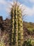 A large spiky cactus