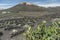 a large spiky cactus in the foreground and a volcano in the background of the spanish island of lanzarote