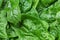 Large spinach leaves wet from water drops - detail photo from above, healthy green food concept