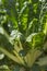 Large spinach plants in sunlight