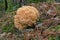 Large sponge mushroom at the base of a tree