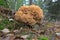 Large sponge mushroom at the base of a tree