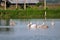 Large spot-billed pelican