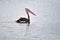 Large spot-billed pelican swimming at a local pond