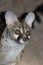 Large-spotted Genet