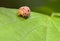 Large-spotted ladybird beetles