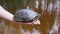 Large Spotted River Turtle Sits in a Human Palm, Above the Surface of the Water