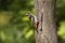 Large spotted woodpecker