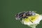 Large spotty-eyed dronefly {Eristalinus aeneus) on a flower