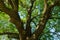 Large sprawling crown of ash in the city park.