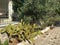 Large sprawling green cactus at the fence