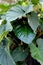 A large, sprawling Philodendron plant in a garden