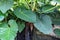 A large, sprawling Philodendron plant over a small waterfall in a garden in Illinois