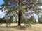 A large, sprawling pine tree grows in the middle of the field