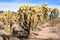 Large, spreading Chain-fruit Cholla is loaded with fruit in Organ Pipe Cactus National Monument