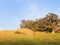 Large spreading tree on hillside