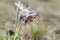 Large spring flowers in the dew close up. Pulsatilla vulgaris and other early flowering plants