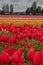 Large Springtime Tulip Field Vertical