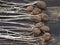 Large sprouts of potatoes when stored improperly in the winter. Lack of care. Sprouted potatoes on a wooden dark background