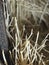 Large sprouts of potatoes when stored improperly in the winter. Lack of care. Sprouted potatoes on a wooden dark background