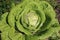 Large spruce cabbage in the garden