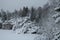 Large spruce trees on the rocks