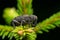 Large spruce weevil, Hylobius excavatus on pine needles